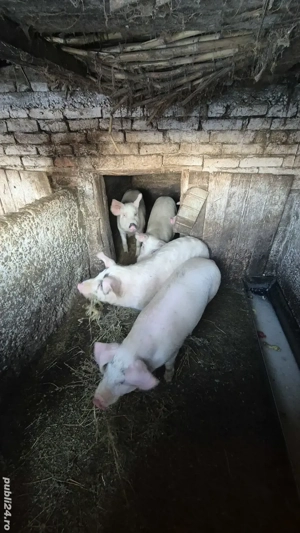 Vând purcei șoldani în INAND - BIHOR - imagine 3