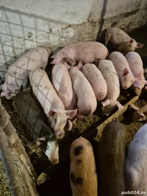Purcei și grăsuni  - imagine 5