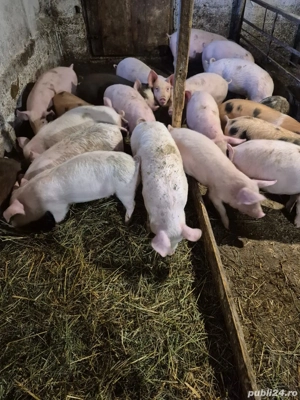 Purcei și grăsuni  - imagine 2