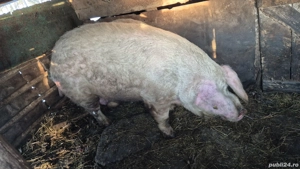 Vând porci în Inand - BIHOR