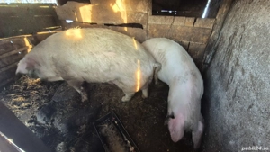 Vând porci în Inand - BIHOR - imagine 2