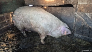 Vând porci în Inand - BIHOR - imagine 3