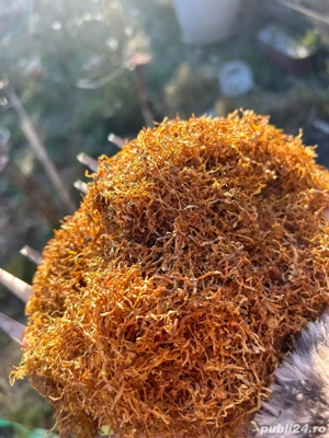 tutun firicel de calitate premium 