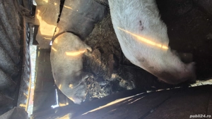 Vând porci în Inand - BIHOR - imagine 4