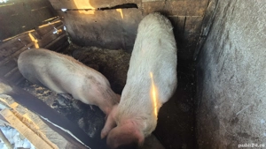 Vând porci în Inand - BIHOR - imagine 5