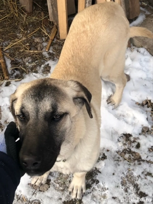 Mascul kangal 7luni - imagine 2