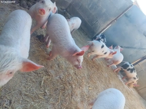 Purcei de vanzare - imagine 2