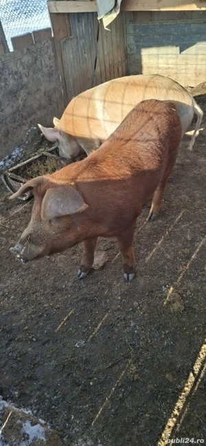 Purcea schimb cu gaini sau cereale - imagine 5