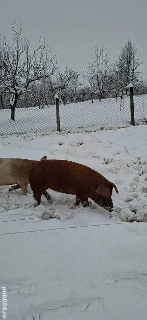 Purcea schimb cu gaini sau cereale - imagine 3