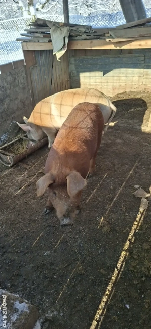 Purcea schimb cu gaini sau cereale - imagine 4