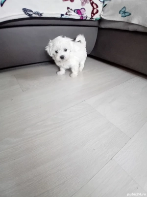 Bichon maltez alb imaculat 