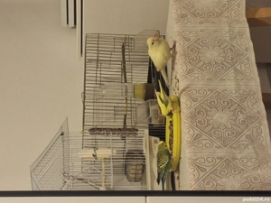 Vând papagal Kakariki