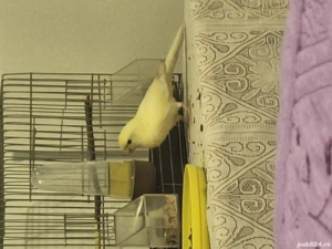 Vând papagal kakariki