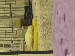 Vând papagal Kakariki - imagine 2