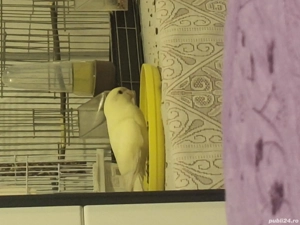 Vând papagal Kakariki - imagine 3