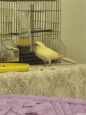 Vand kakariki sau schimb cu agapornis  - imagine 2