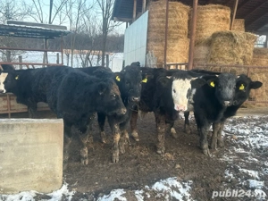 Vand viteii - imagine 4