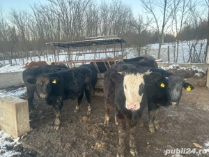 Vand viteii - imagine 5