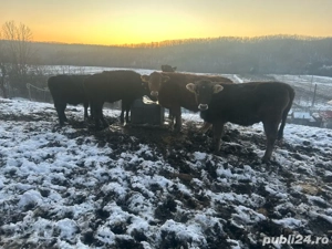 Vand viteii - imagine 3