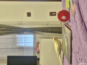 Vând papagal kakariki - imagine 3