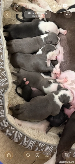 American Staffordshire Terrier (Amstaff)