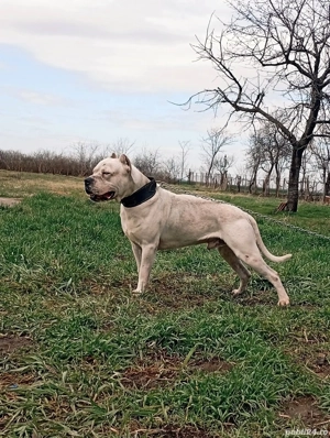Mascul Dog argentinian cauta casa noua ! - imagine 4