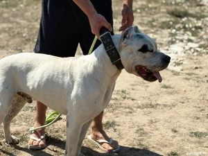 Mascul Dog argentinian cauta casa noua ! - imagine 2