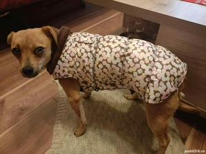 Mă cheamă Roka și îmi caut familie  - imagine 3