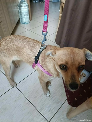 Mă cheamă Roka și îmi caut familie  - imagine 2