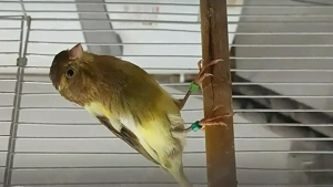 Canari 2025   porumbei satinati 2025 - imagine 4