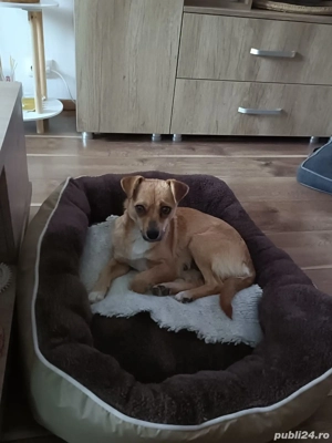 Mă cheamă Roka și îmi caut familie 