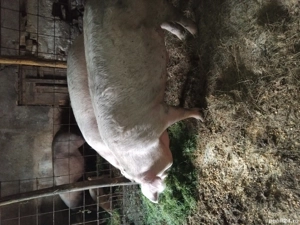 schimb cu strut african mascul 