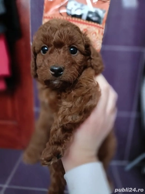 Poodle red - imagine 2
