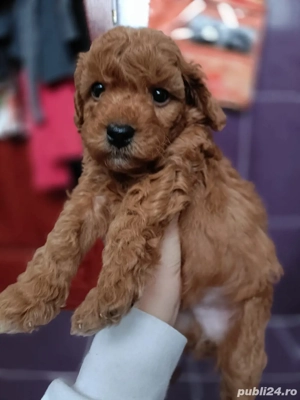 Poodle red - imagine 5
