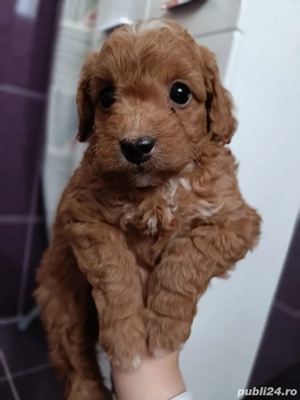 Poodle red - imagine 4