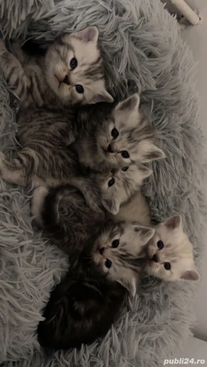 Pisici rasa British Shirthair Tabby si Point - imagine 4