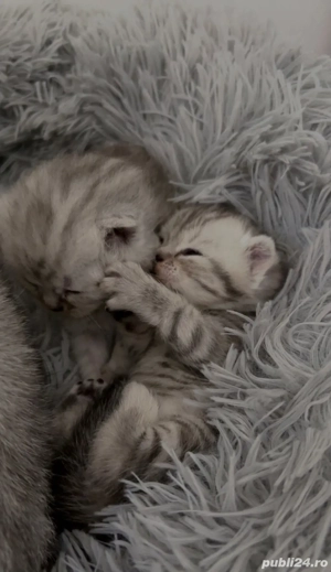 Pisici rasa British Shirthair Tabby si Point - imagine 3