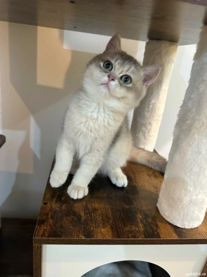 Fetița British Shorthair 