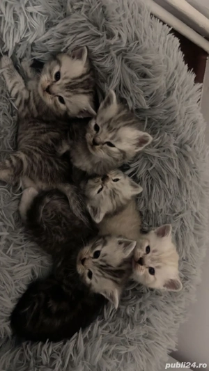 Pisici rasa British Shirthair Tabby si Point - imagine 5