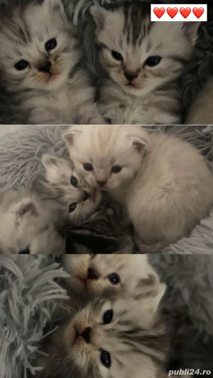 Pisici rasa British Shirthair Tabby si Point - imagine 2