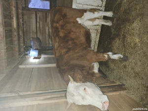 Vand vitea de un an baltata romaneasca