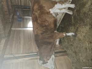 Vand vitea de un an baltata romaneasca - imagine 2