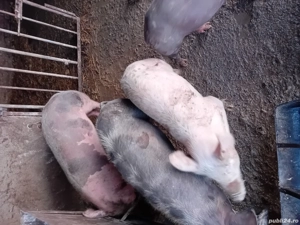 Vând purcei la kg - imagine 2