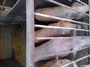 Vând purcei la kg - imagine 3