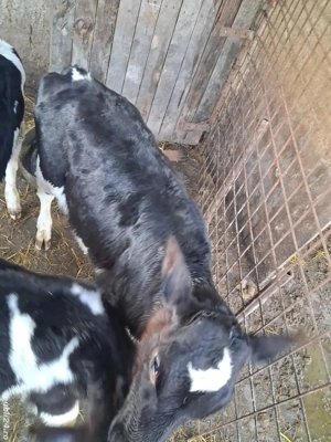 vitea holstein 2 luni jumate 