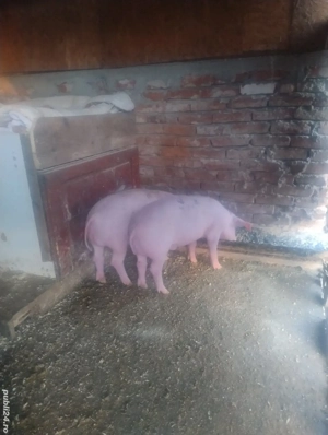 Vand purcei - imagine 3