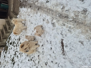 caw caw de vanzare  - imagine 3