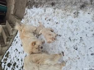 caw caw de vanzare  - imagine 4