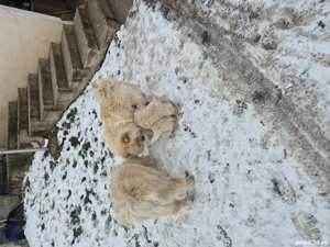 caw caw de vanzare  - imagine 5