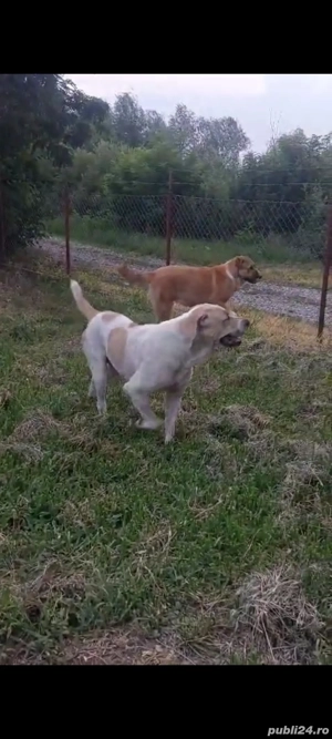 Ciobănesc de Asia Centrală,Schimb  - imagine 3